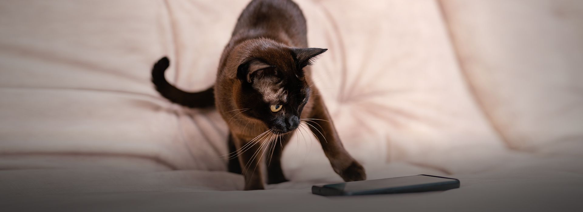 Black cat stretching its paw to smartphone on the couch