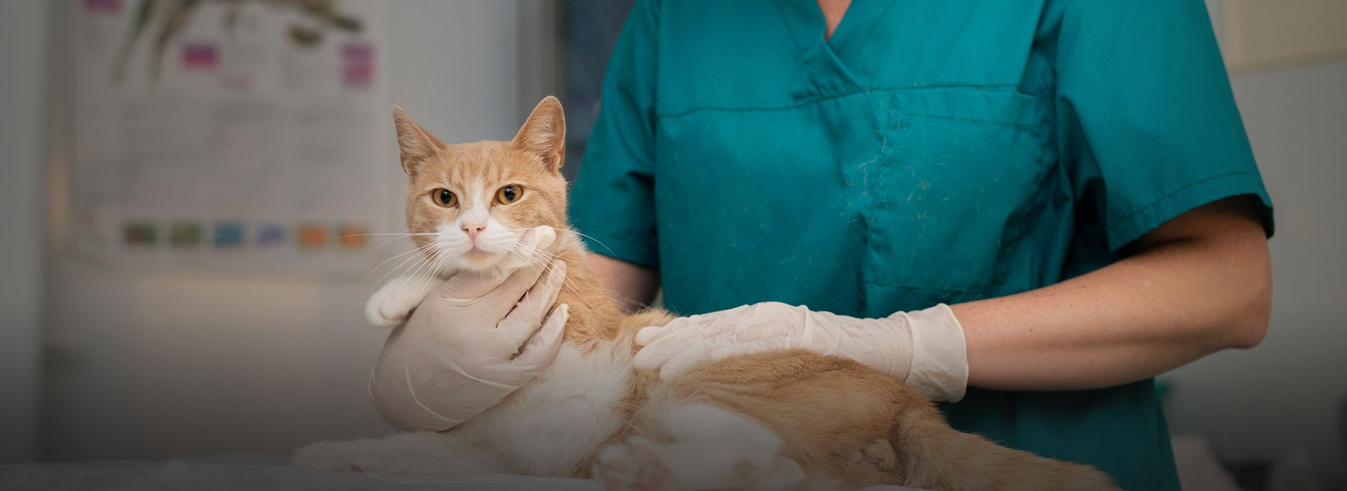Veterinarian taking care of cat