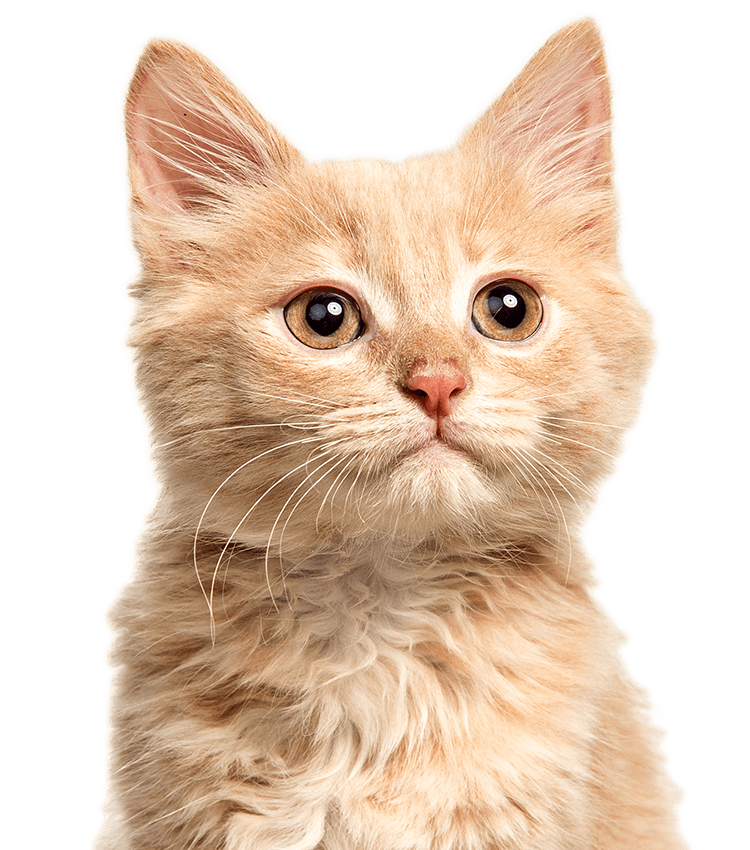 Red and white cat on transparent background