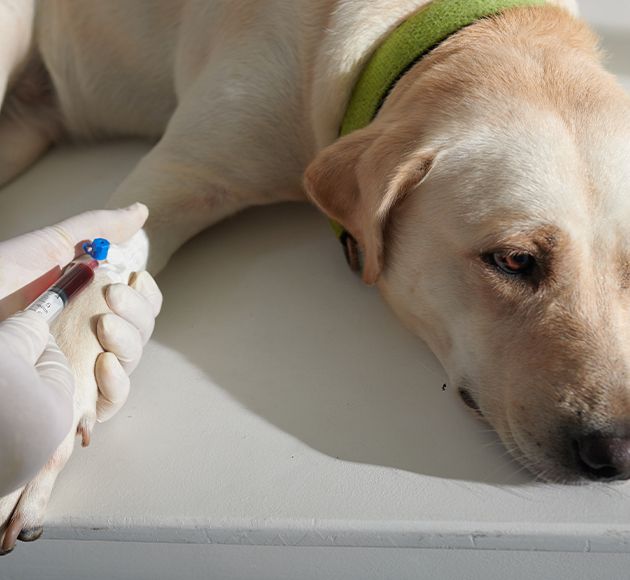 Pet veterinary blood test