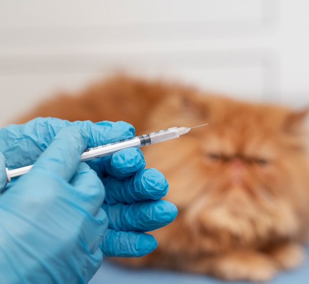 hands holding a vaccine with an orange cat out of focus in the background