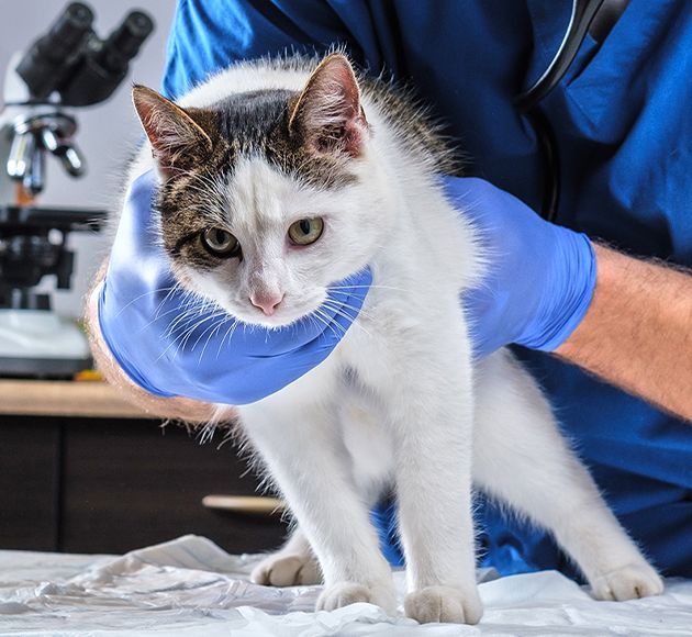 veterinary examining sick cat with stethoscope in vet clinic