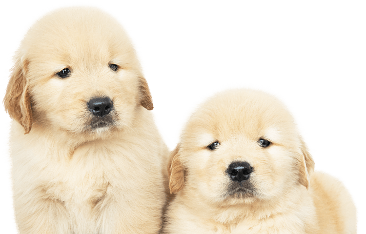 Two golden retriever puppies