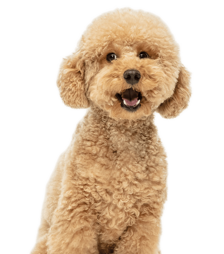 Maltipoo dog posing isolated over transparent background