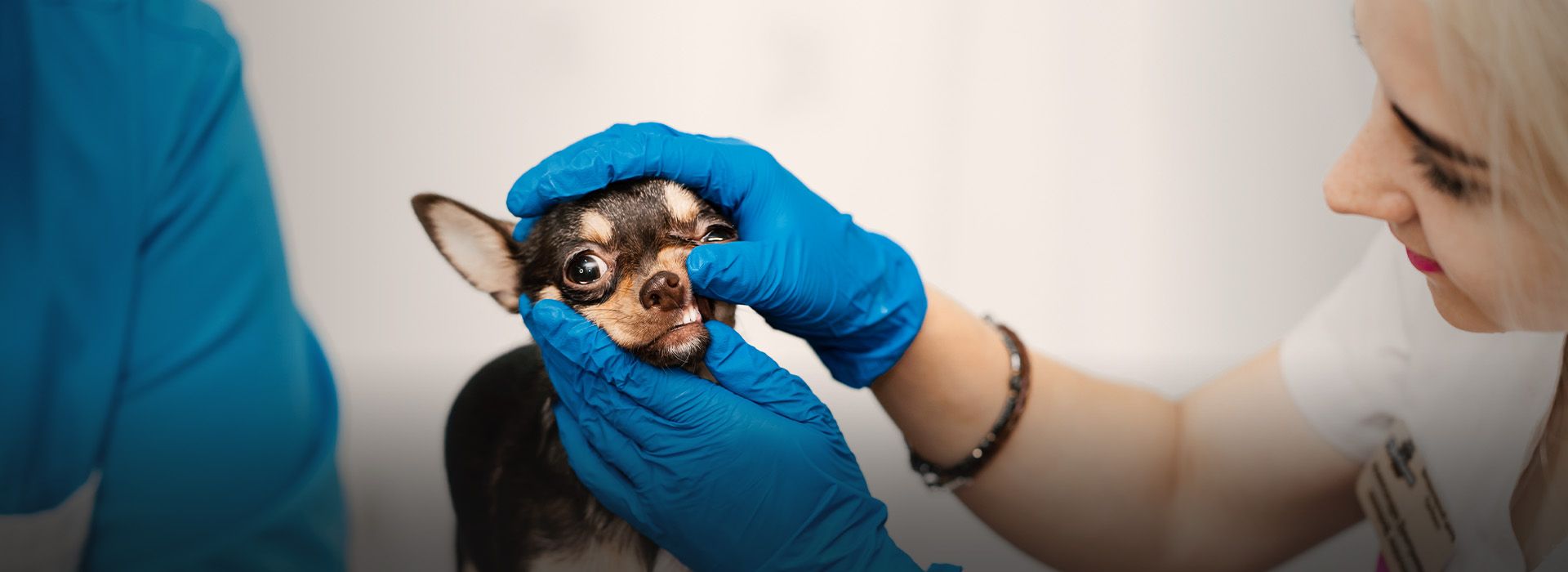 Professional veterinary examination of dogs teeth
