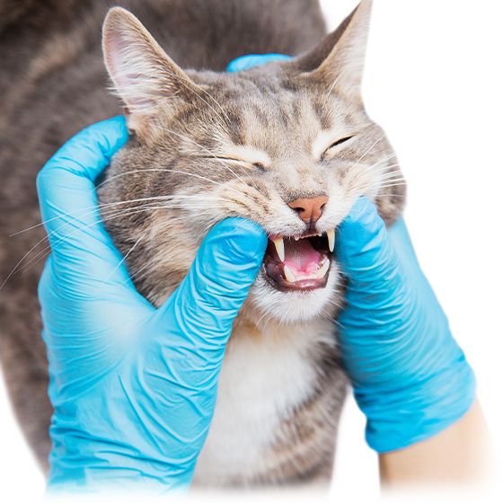 Veterinarian checks teeth to cat medicine