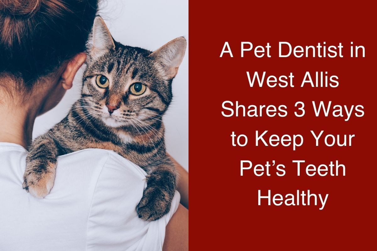 A Pet Dentist in West Allis Shares 3 Ways to Keep Your Pet’s Teeth Healthy