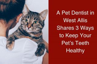 A-Pet-Dentist-in-West-Allis-Shares-3-Ways-to-Keep-Your-Pets-Teeth-Healthy