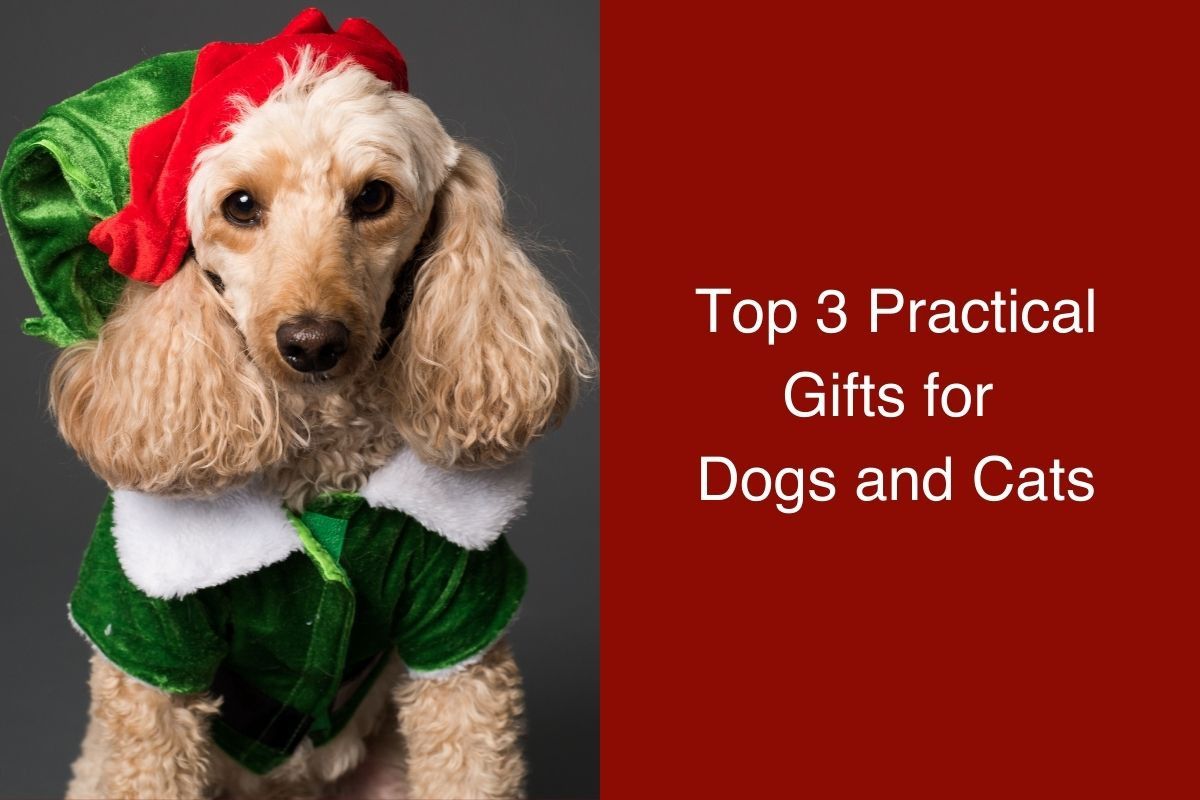Top-3-Practical-Gifts-for-Dogs-and-Cats