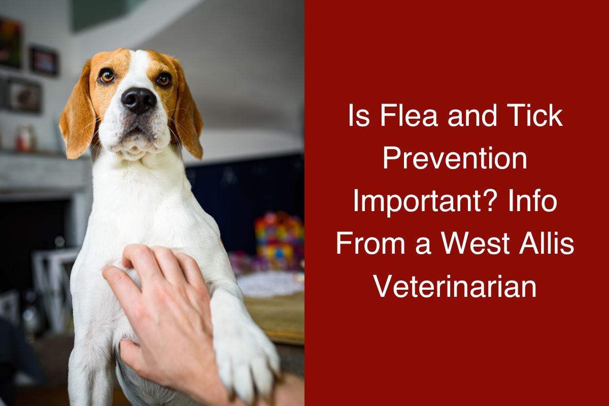 Is-Flea-and-Tick-Prevention-Important-Info-From-a-West-Allis-Veterinarian