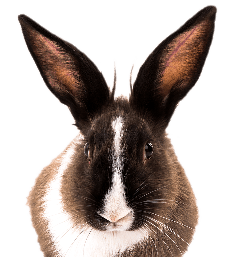 Rabbit on transparent background