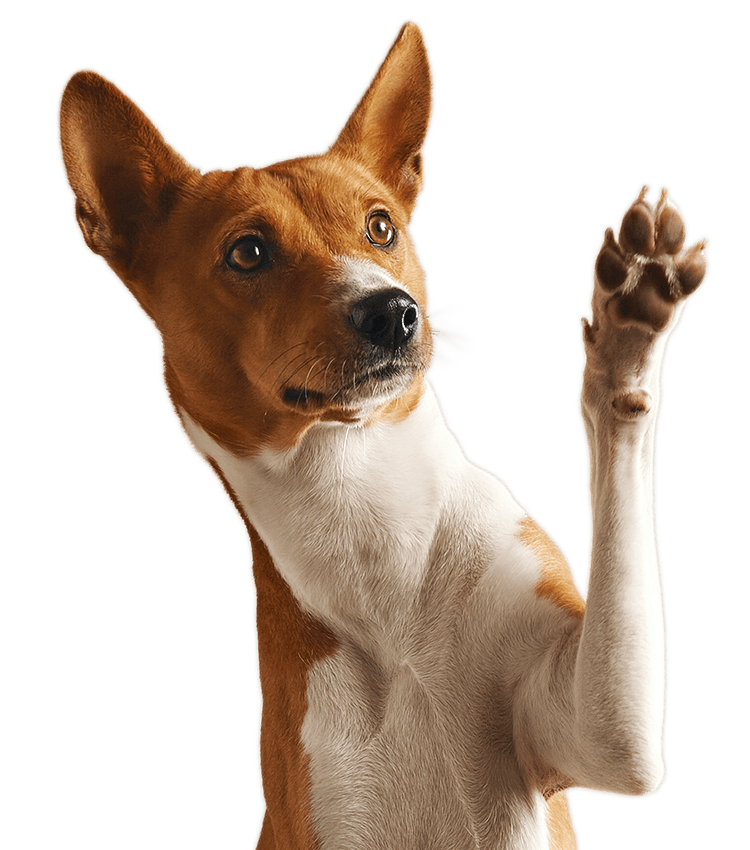 Brown and white basenji dog smiling and giving high five