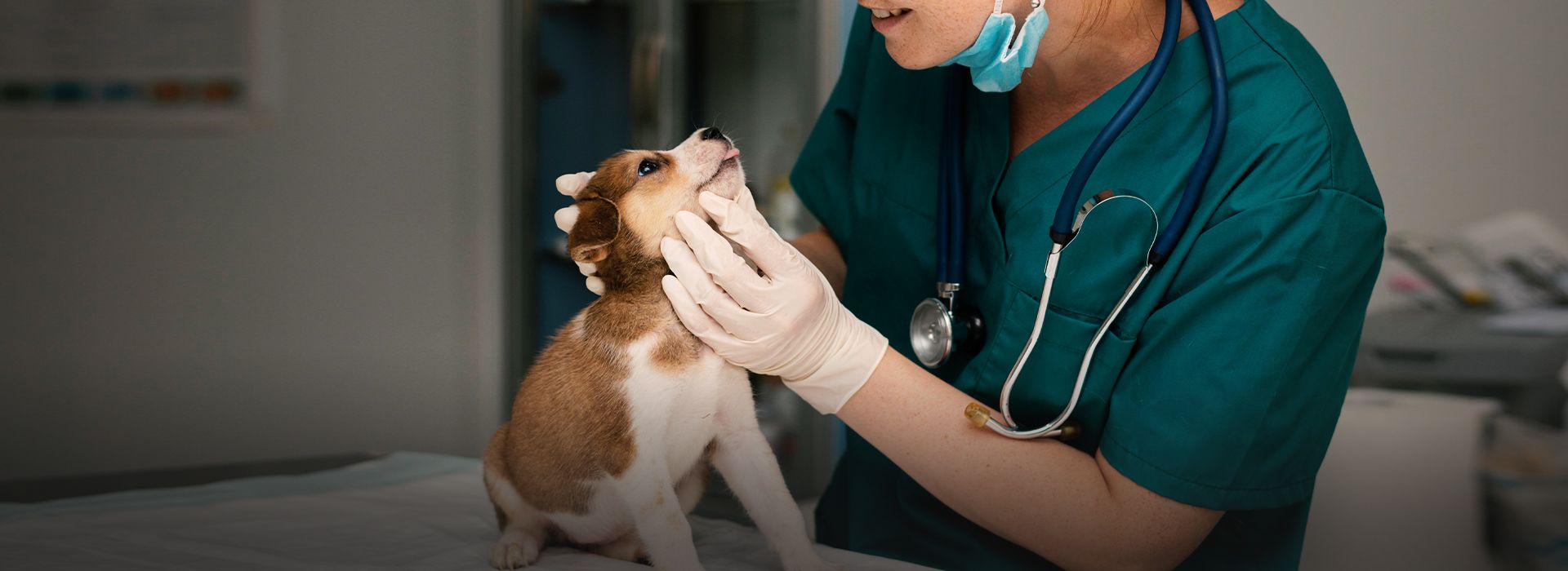 Veterinarian taking care of dog