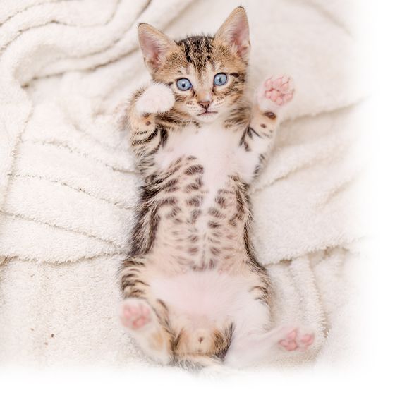 Cat with blue eyes laying on the blanket