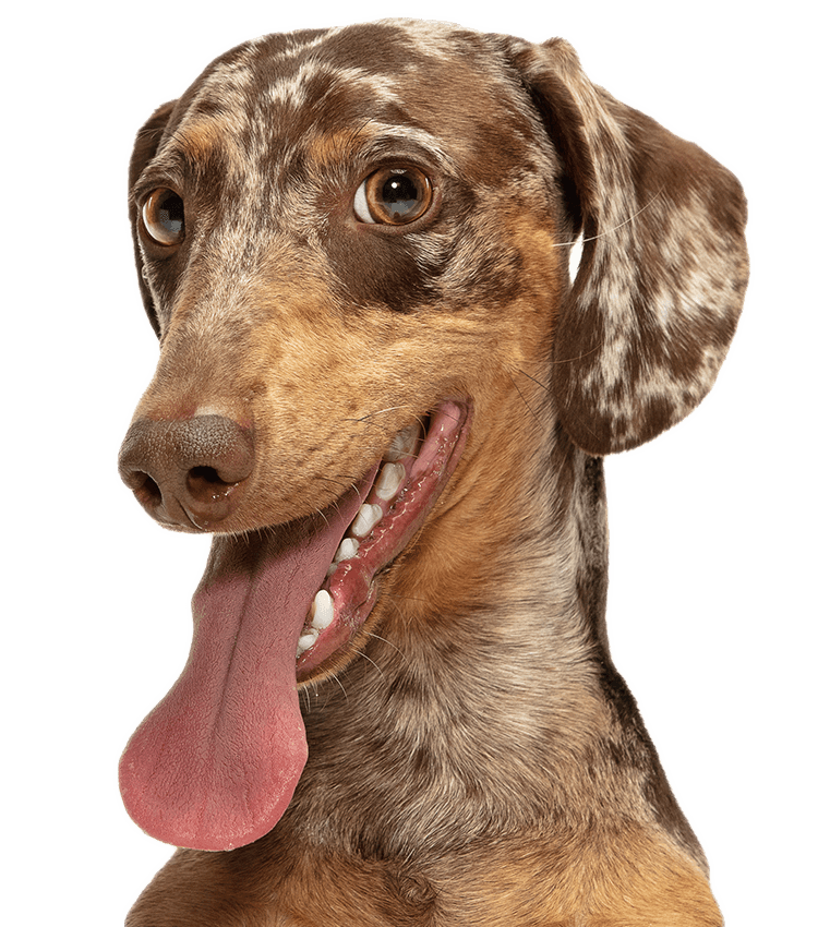 Dachshund dog posing isolated over transparent background