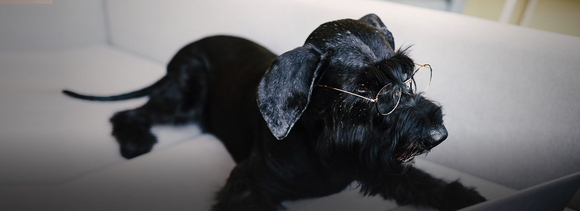 black trained dog wearing glasses for vision lying on sofa in front of laptop computer