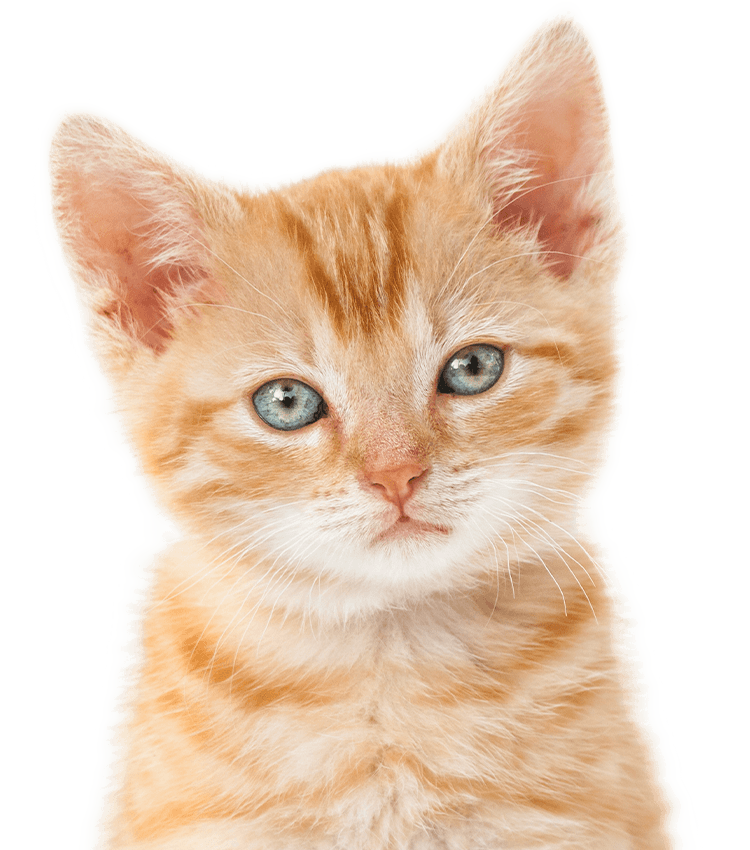 Ginger kitten with green eyes on transparent background