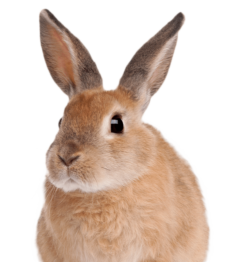 Bunny rabbit sitting on transparent isolated background