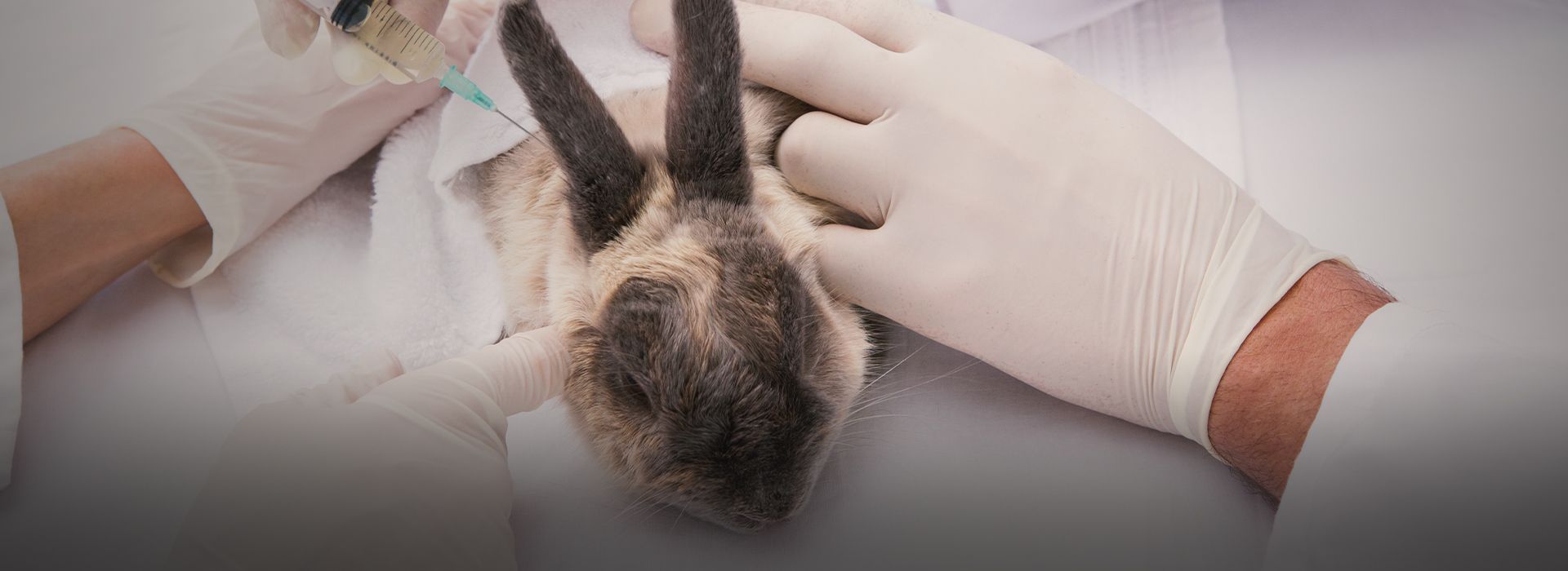 Veterinarians doing injection at rabbit