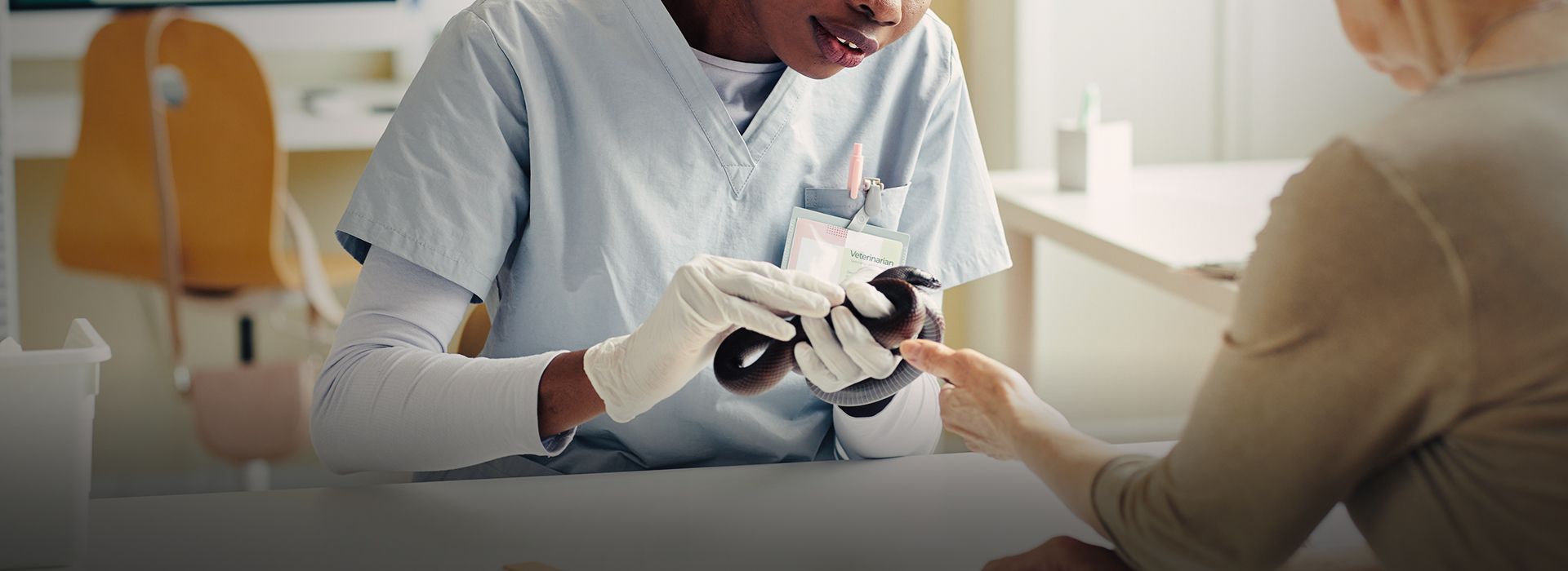 Female veterinarian examining reptile