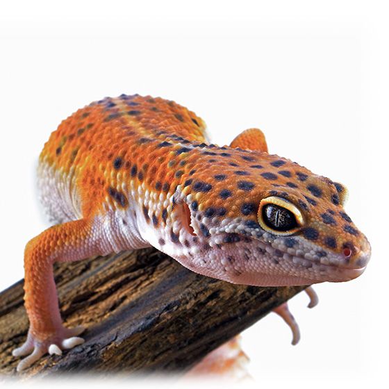 Leaopard gecko closeup on wood on isolated white background