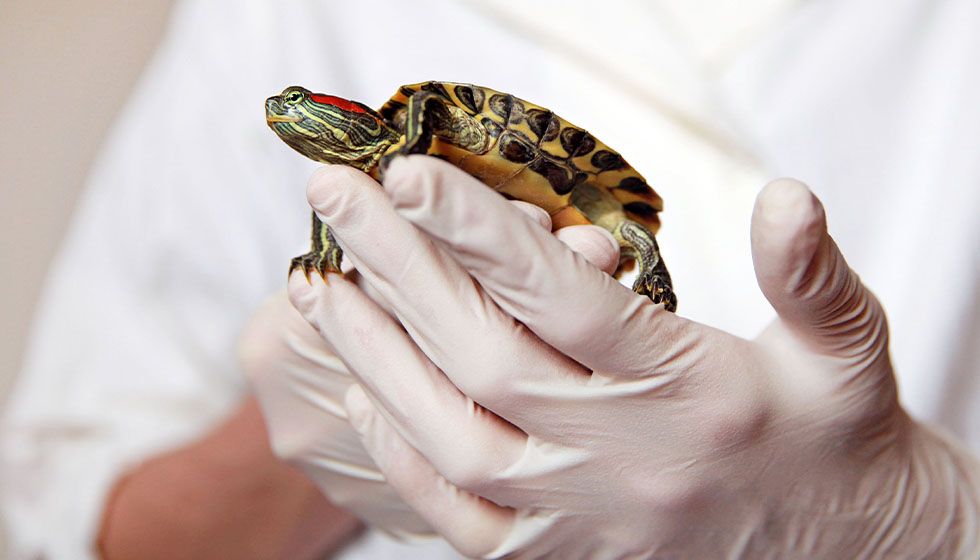 Veterinarian in white coat and gloves examines small water turtle