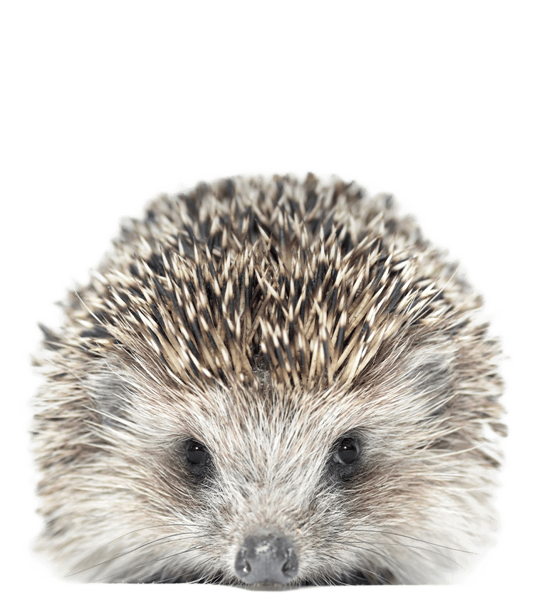Wild hedgehog on transparent background