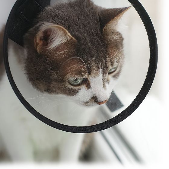 Cat in veterinary collar after surgery closeup