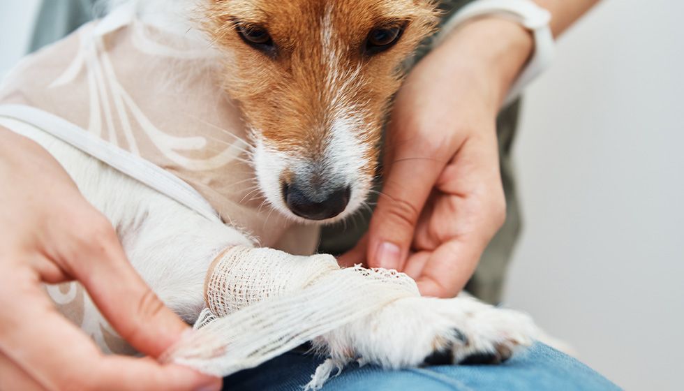 Owner bandages the dogs paw pet care jack russell terrier after surgery