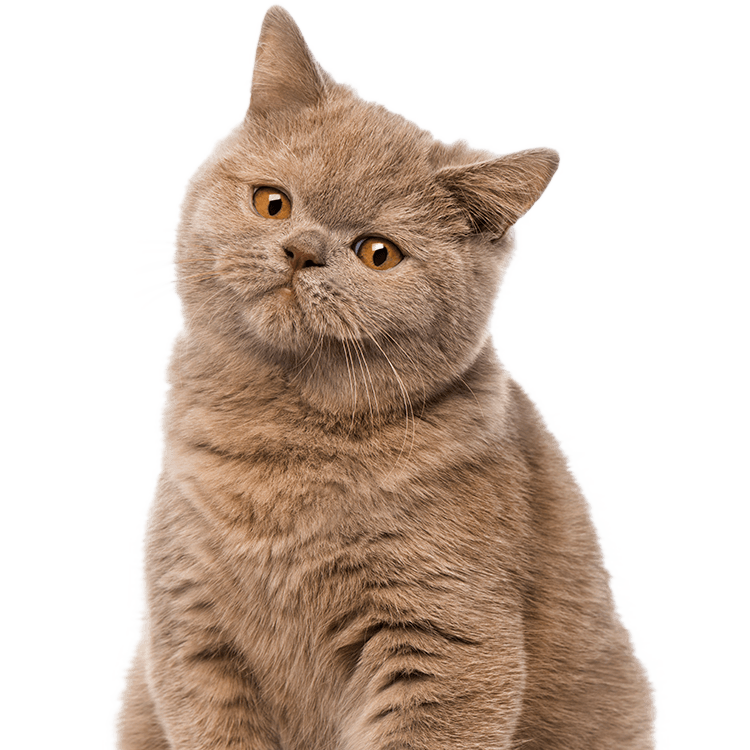 british shorthair cat in transparent background
