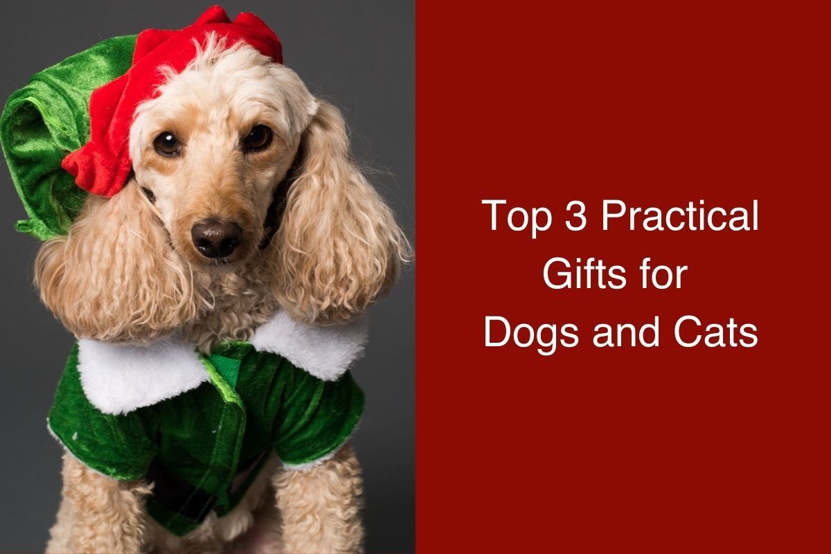 Poodle in a festive elf costume with a caption about gifts for pets.