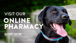 Happy black dog wearing a collar, tongue out, with text promoting online pharmacy.