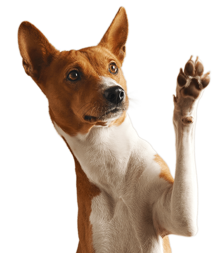 A tan and white dog raising its paw, looking attentive.