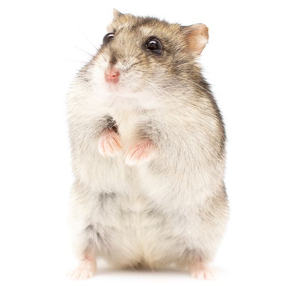 Hamster standing upright on a white background.