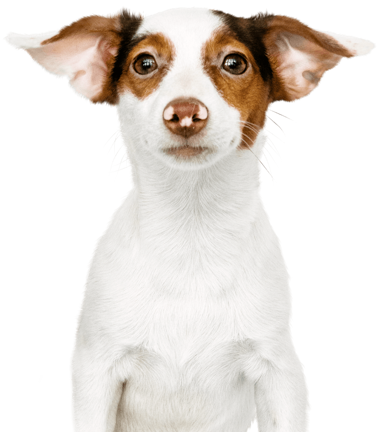 A Jack Russell Terrier with large, expressive ears and alert eyes.