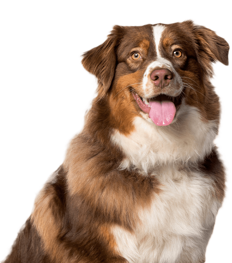 Brown and white dog with a happy expression and a pink tongue out.