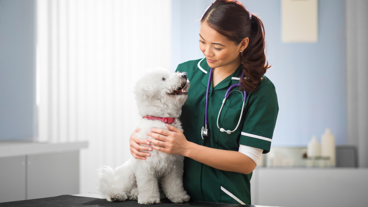 Veterinarian in scrubs smiling at a joyful white dog on an examination table.