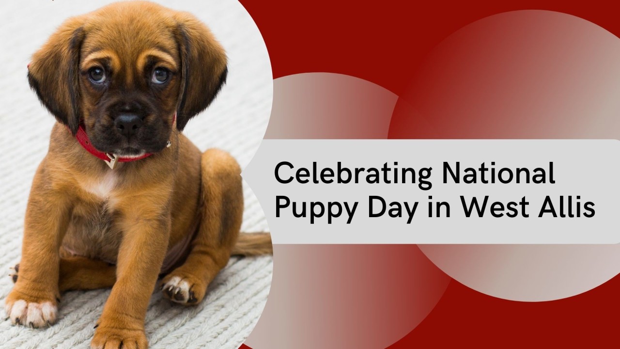 A brown puppy with a red collar sitting on a rug.