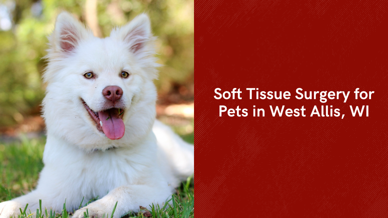 White fluffy dog lying on grass, tongue out, looking at the camera.