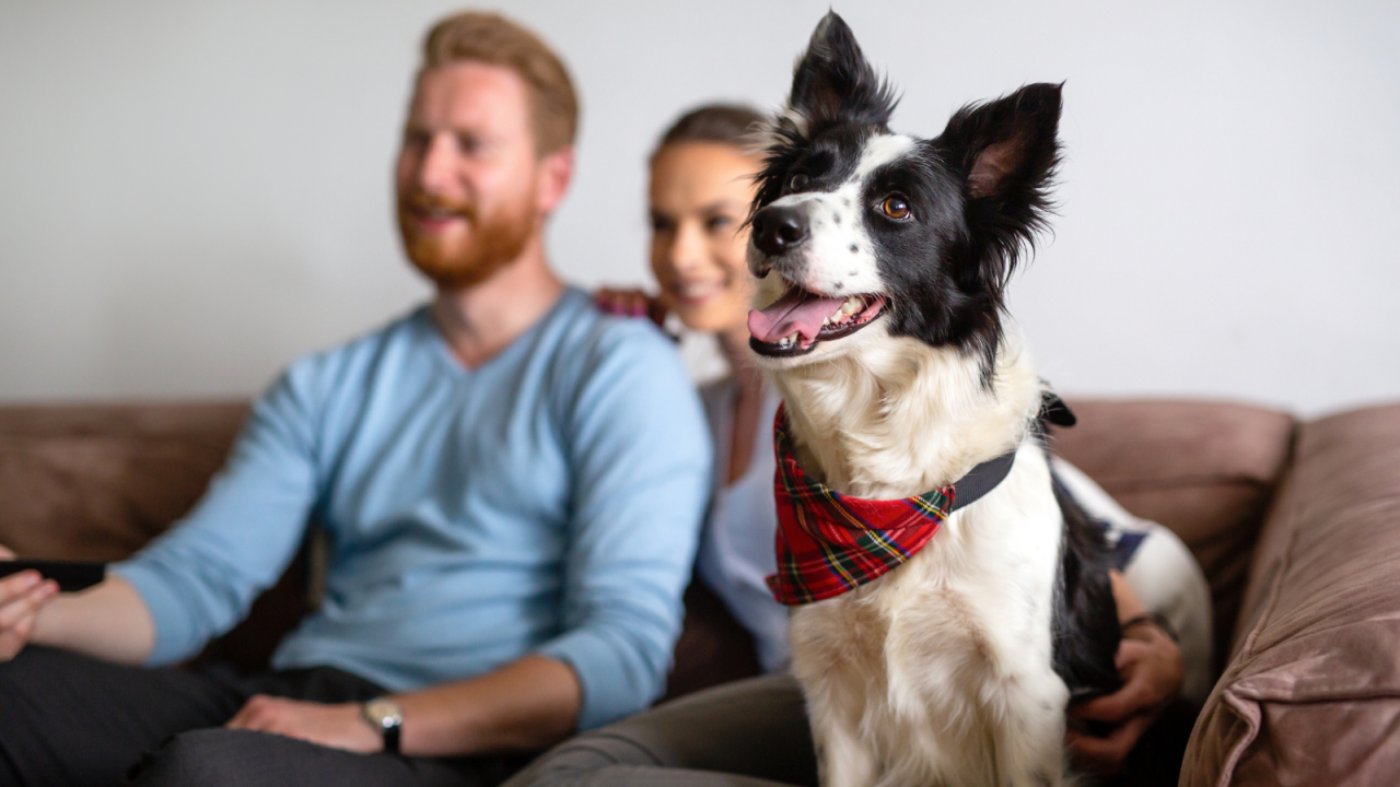 A happy couple on a sofa with their black and white dog wearing a plaid bandana.