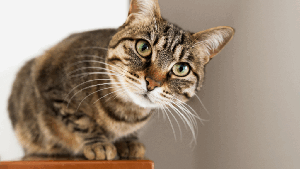 Tabby cat with striking green eyes perched on a wooden ledge.