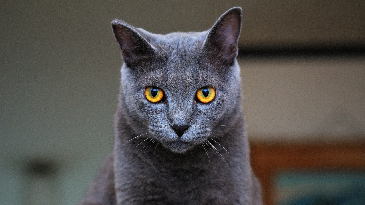 Close-up of a grey cat with striking orange eyes.