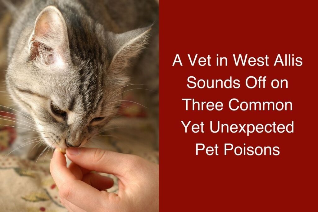 Tabby kitten sniffs a human hand.