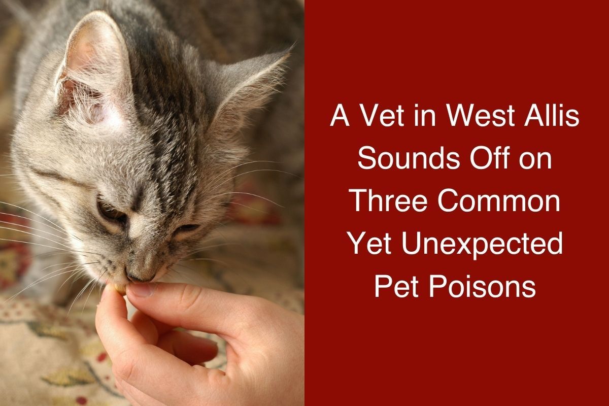 Tabby kitten sniffs a human hand.