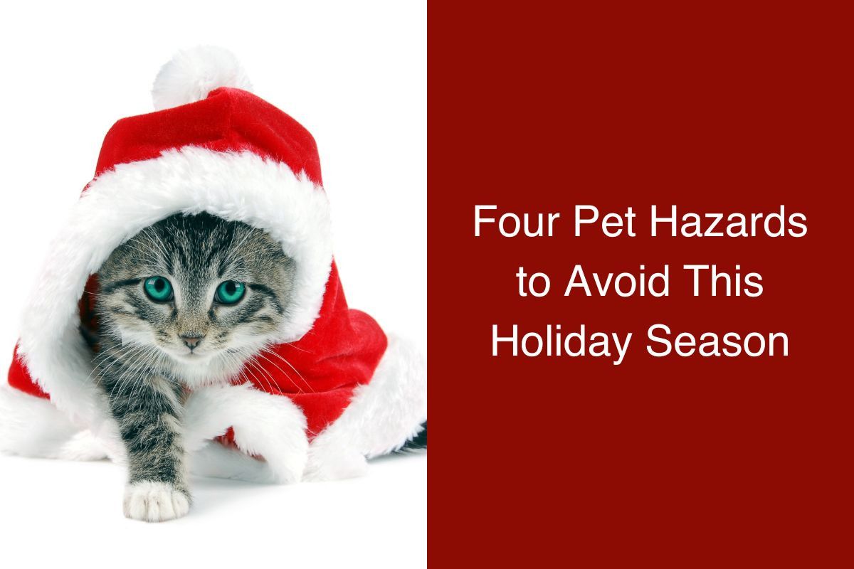Cat wearing a Santa hat peeking out of a red suit.