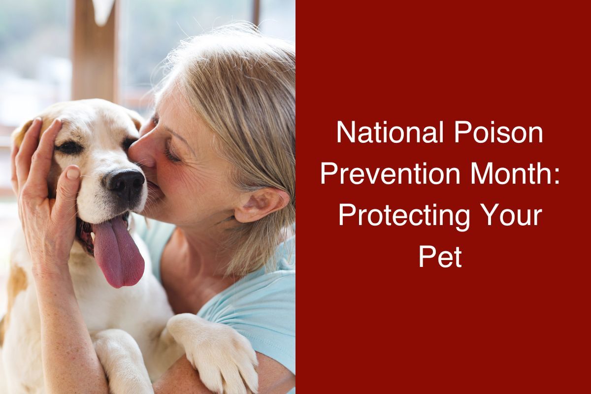Woman affectionately kissing a happy Labrador retriever on the head.