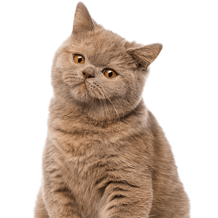 A British Shorthair cat with a plush grey coat and amber eyes.