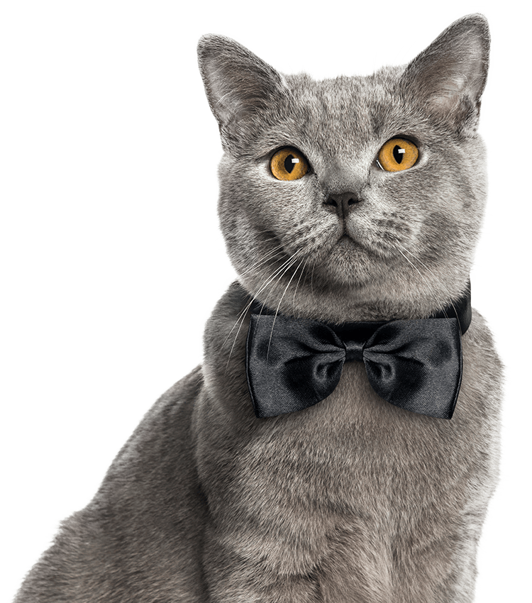 Gray cat with bright amber eyes wearing a black bow tie.