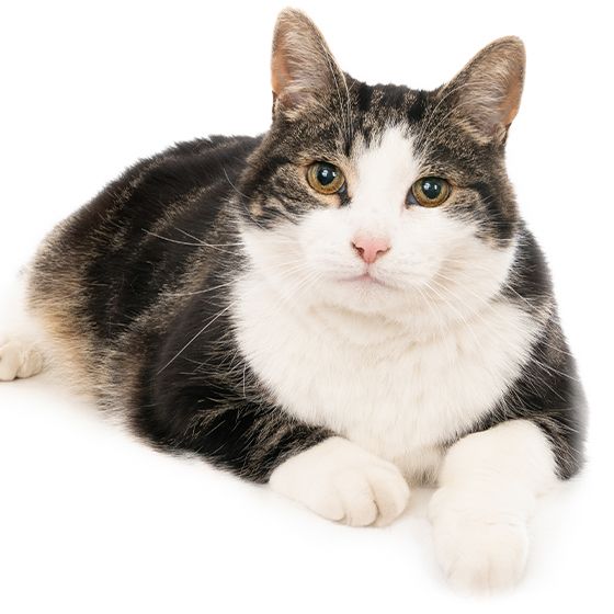Black and white cat lying down and looking at the camera.