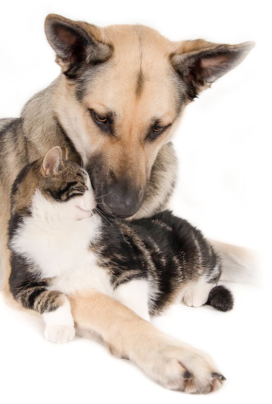 German Shepherd dog nuzzling a tabby and white cat.